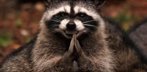 evil-creepy-racoon-clapping-hands-round-of-applause-p0y956u52g2n1hj5.gif