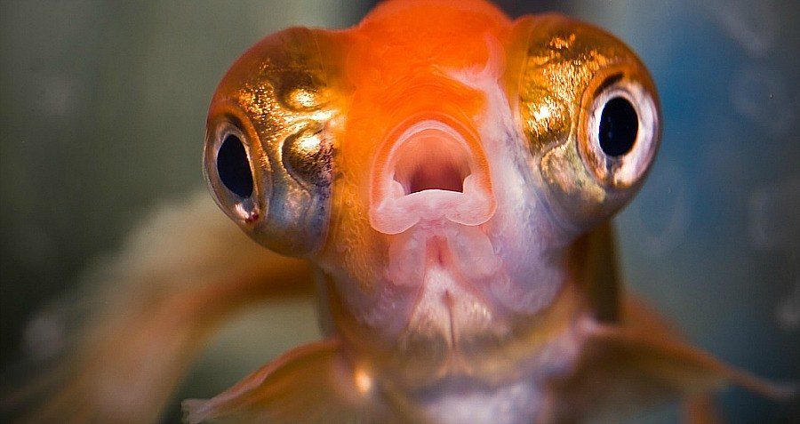 large-eyeballs-goldfish.jpg