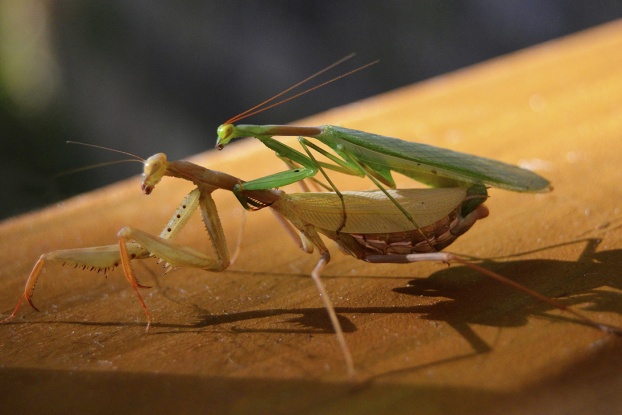 praying-mantis-mating-622x415.jpg