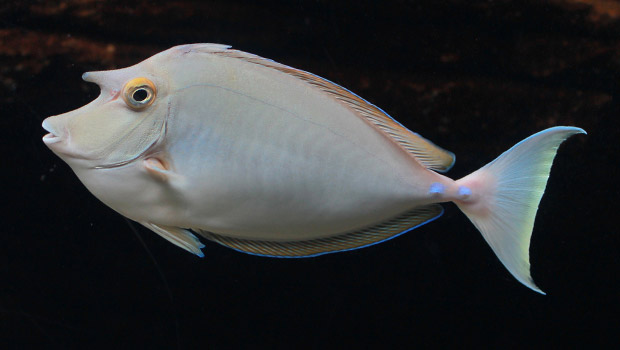 unicornfish-bluespine_620.jpg
