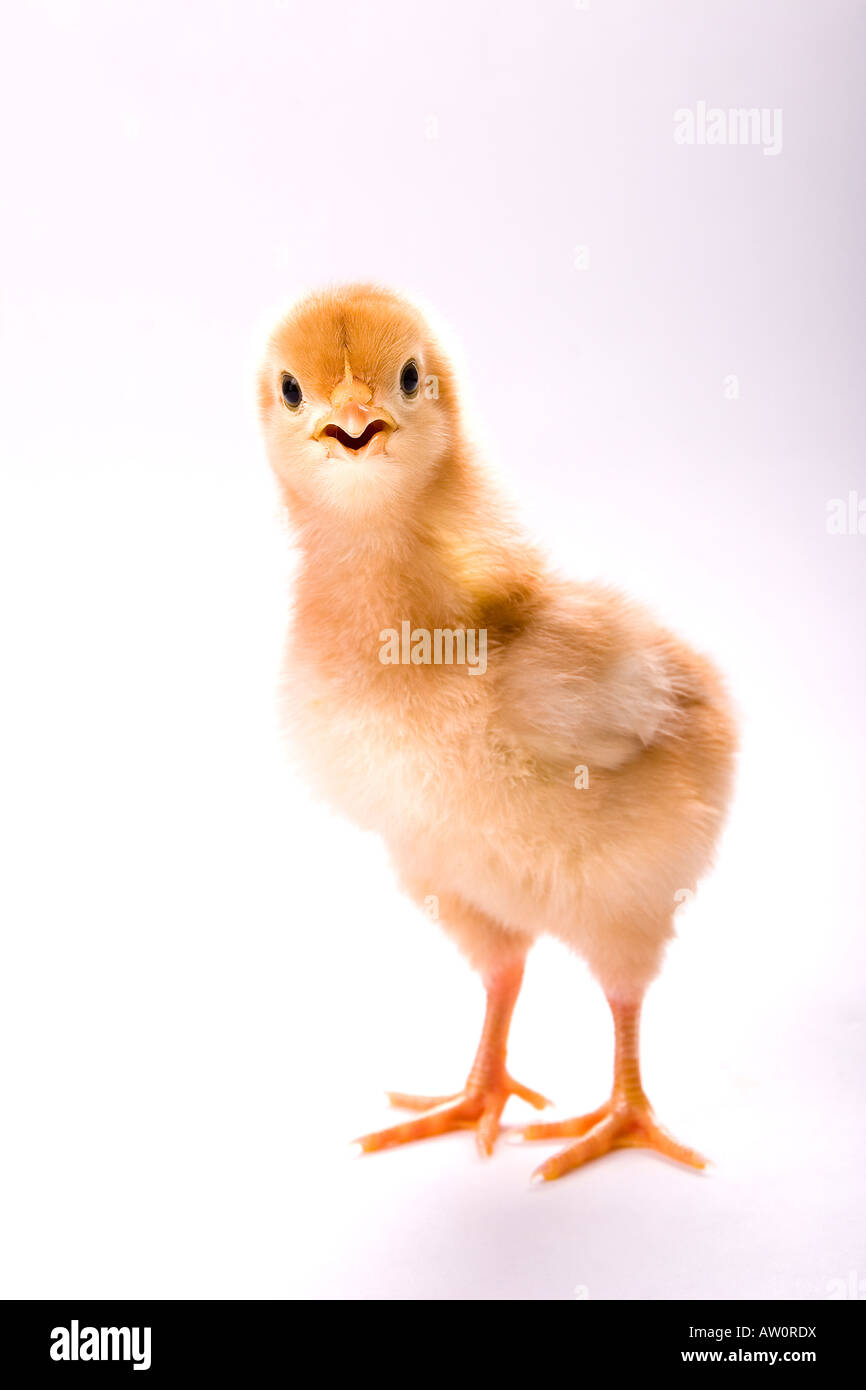 surprised-rhode-island-red-chick-on-white-background-AW0RDX.jpg