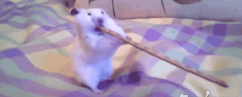 hamster-with-a-giant-pretzel-stick