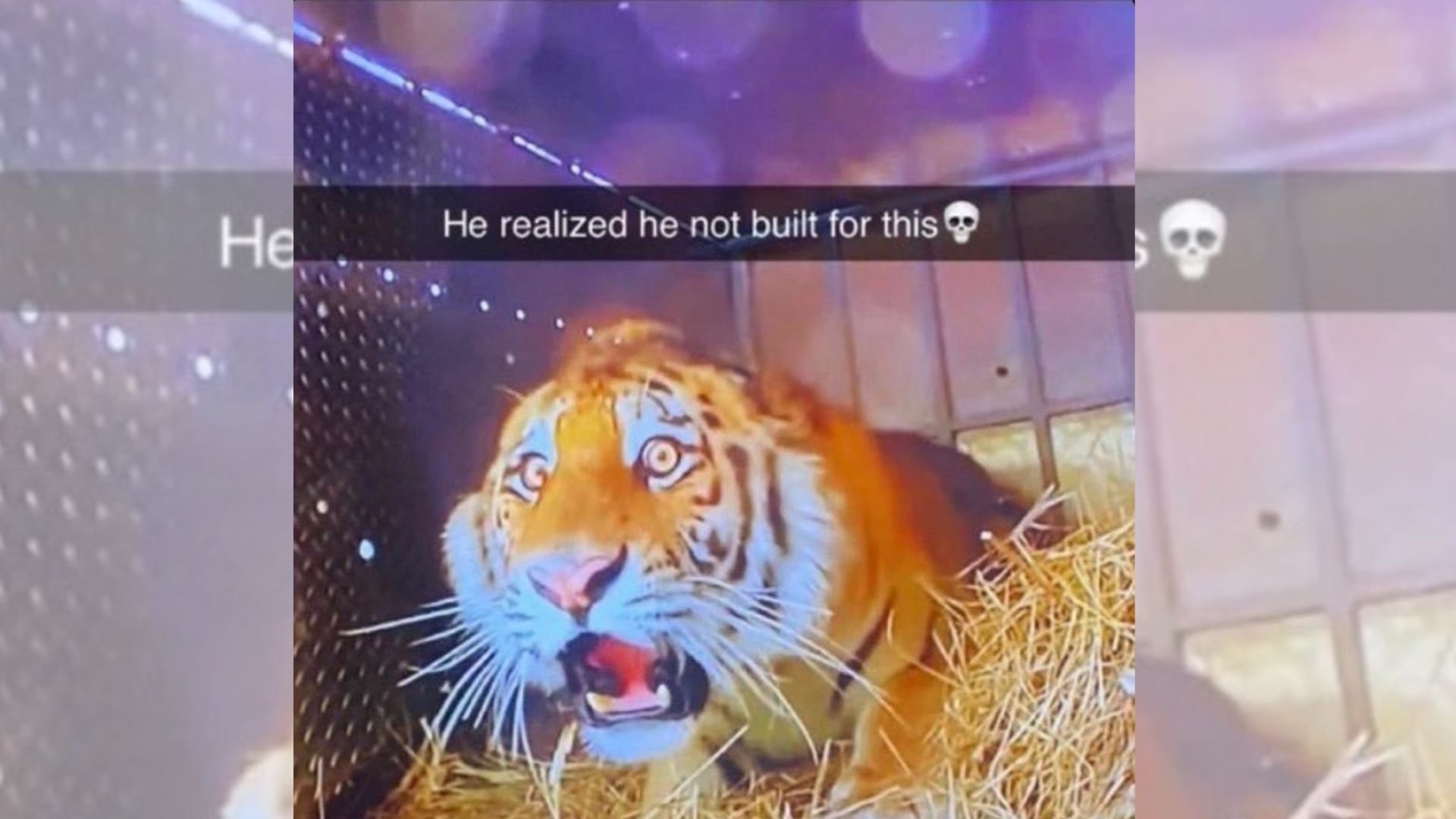 shocked_tiger.jpg