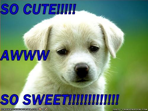 so-cute-awww-so-sweet