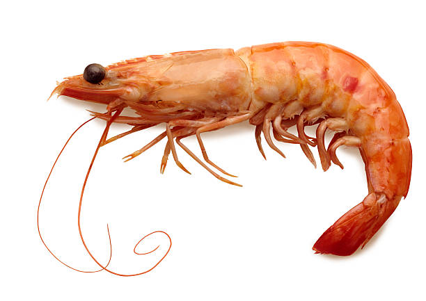 cooked-shrimp-with-full-shell-isolated-on-white-background-picture-id157376365