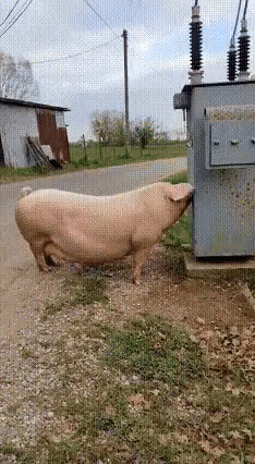 pig-exploding-pig-meme.gif