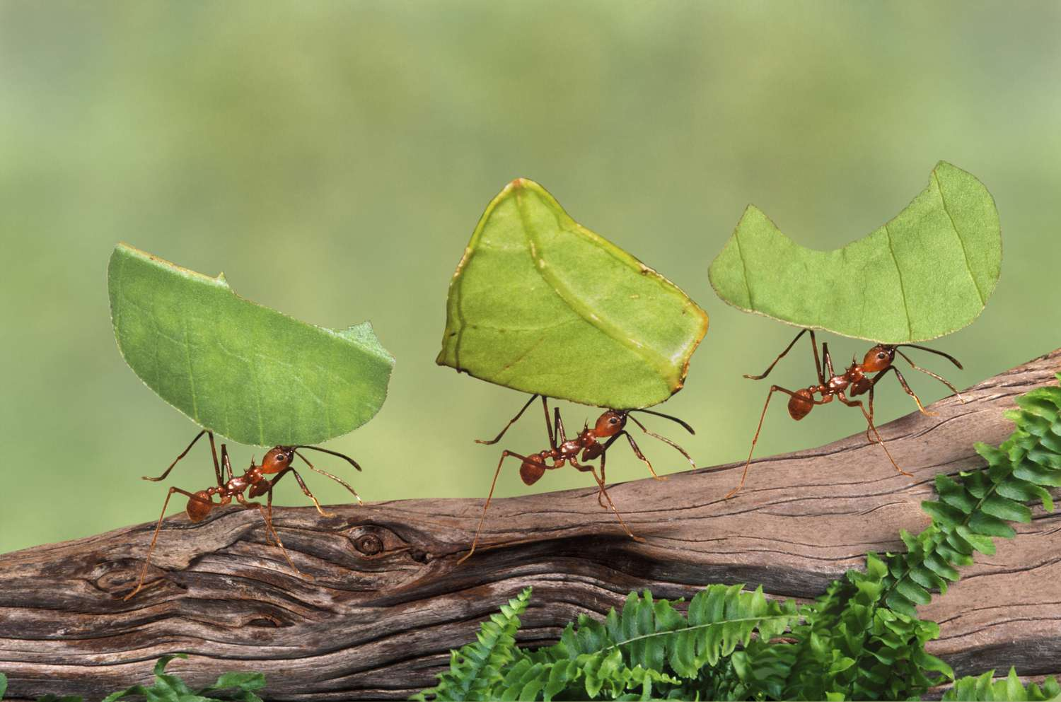 uTLaHOk.png