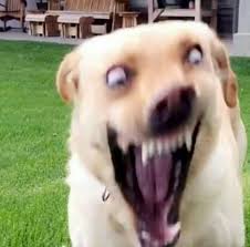 Crazy-dog-man-meme-1.jpg