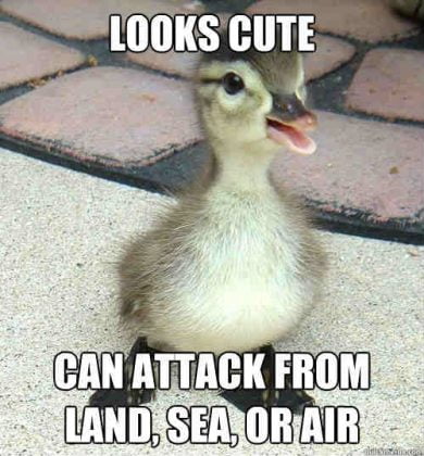 looks-cute-duck-meme-390x420.jpg