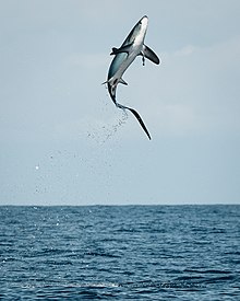 220px-Thresher_shark_jumping.jpg