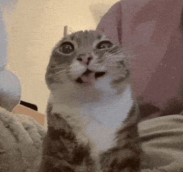 rigby-cat-cat.gif