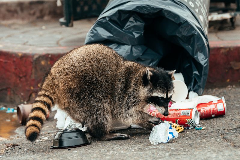 raccoon-into-trash.jpg