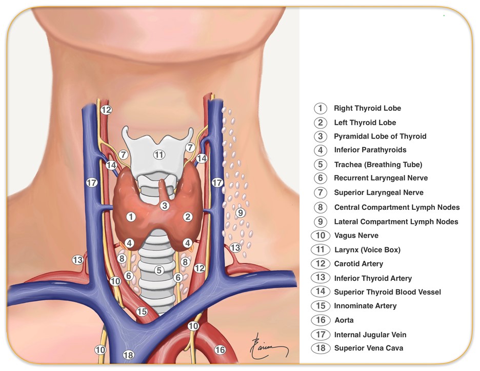 Anatomy-of-Throat-and-Neck.jpg