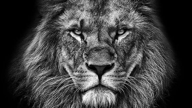 the-lion-explainer.jpg