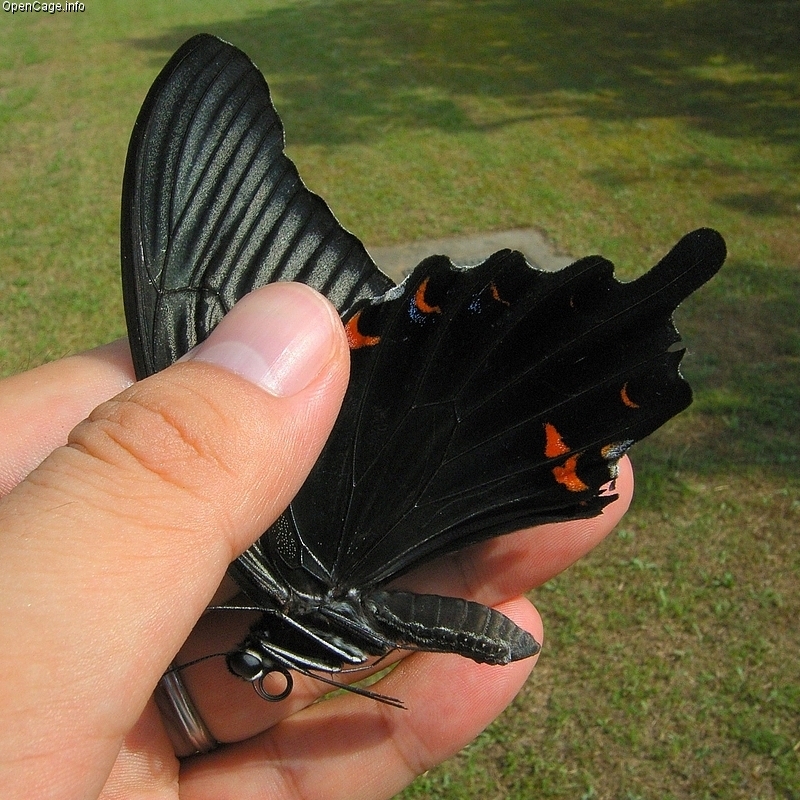 Papilio_protenor_demetrius.jpg