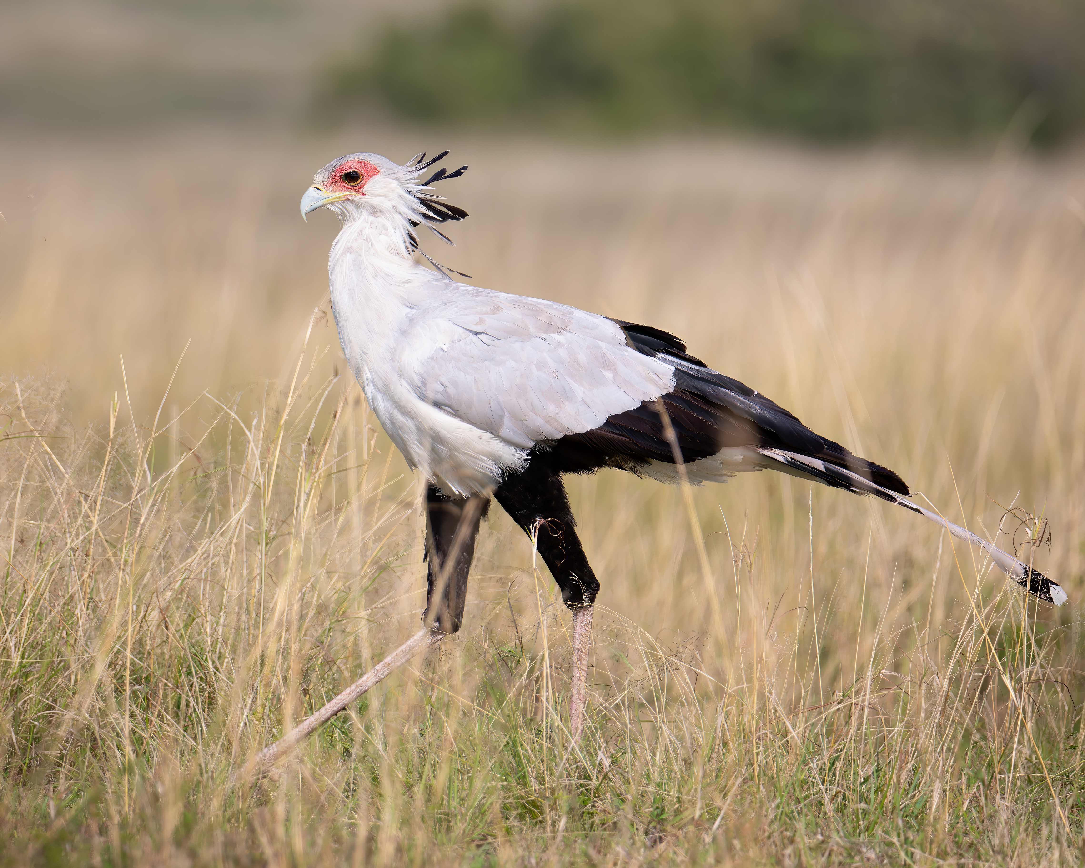 Secretary_bird_Mara_for_WC.jpg