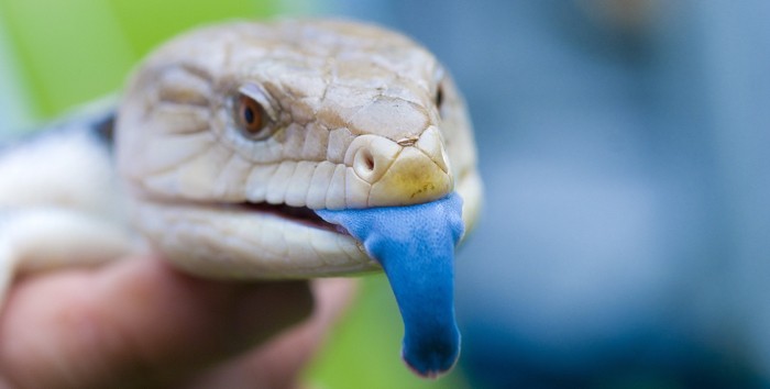 BlueTonguedSkink-Conor-Lawless-FCC-cropped-width-700.jpg