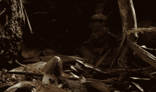tenor.gif