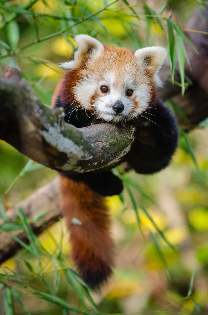 baby-red-panda.jpg