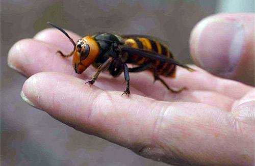 japanese-giant-hornet-on-hand.jpg