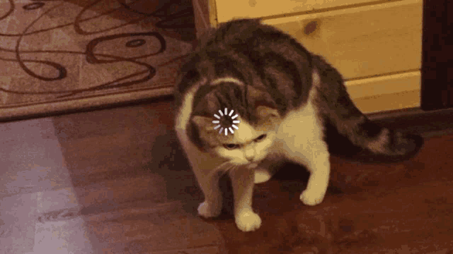 tenor.gif