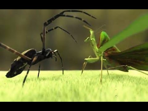 Baby Praying Mantis VS Spider - YouTube