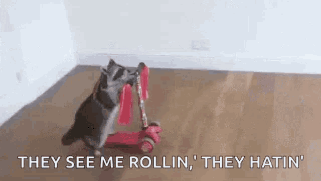 raccoon-scooter.gif