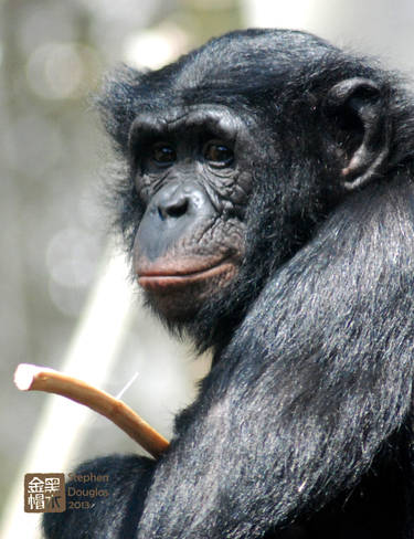 bonobo_face_san_diego_zoo_2013_by_zoxesyr_d5zy19t-375w.jpg