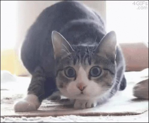 cat-kitty.gif