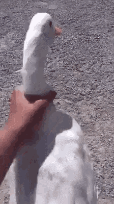 goose-duck.gif
