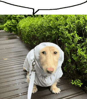 speech-bubble-aleg.gif