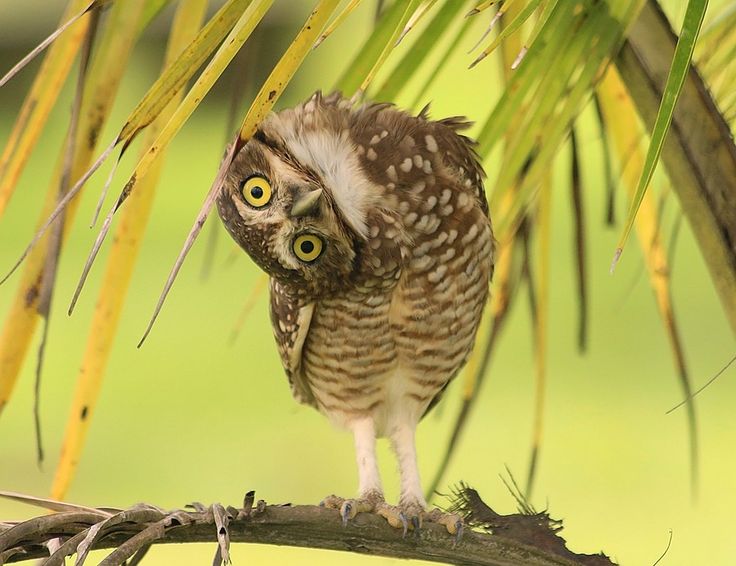 burrowingowl.jpg