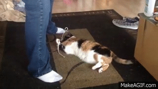 odhM16.gif