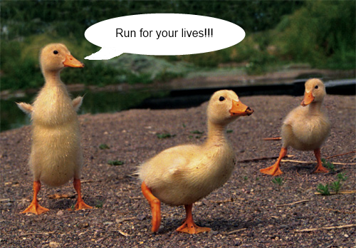 runducksrun.png