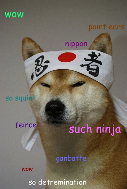 shibe1.jpg