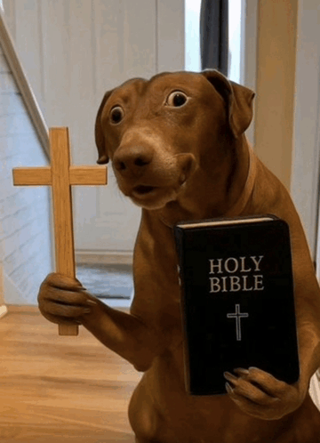 dog-dog-meme.gif