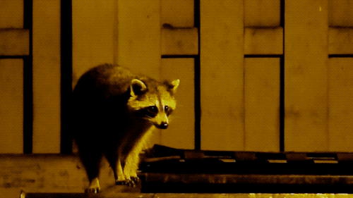 raccoon_trash.gif