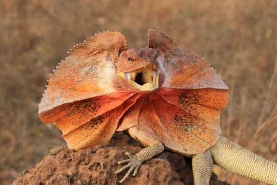 frilled-lizard-with-frill-extended-1.jpg