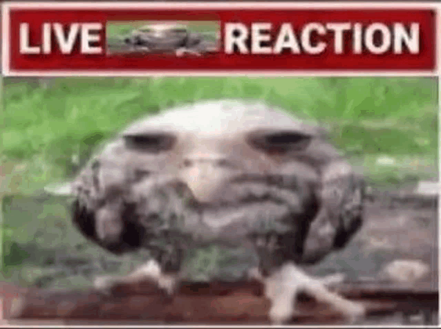 owl-wet-owl.gif