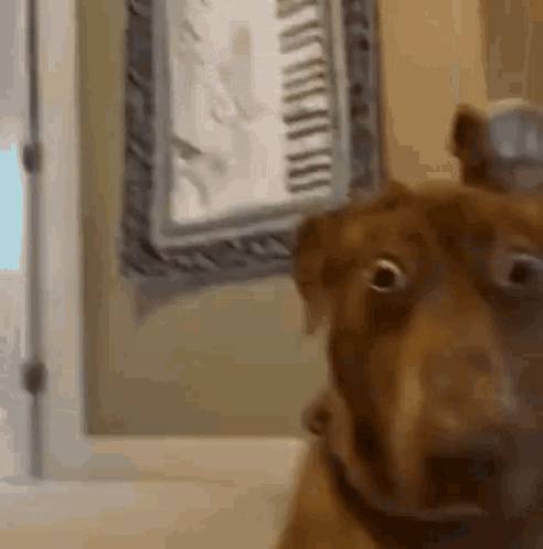 shocked-dog.gif