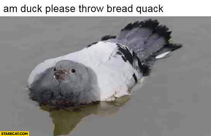 pigeon-i-am-a-duck-please-throw-bread-quack.jpg