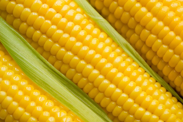 maize.jpg