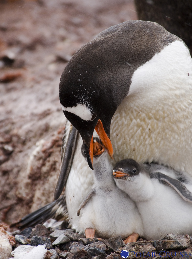 Penguin_feeding_her_babies.jpg