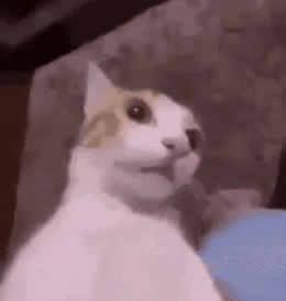 shocked-shocked-cat.gif