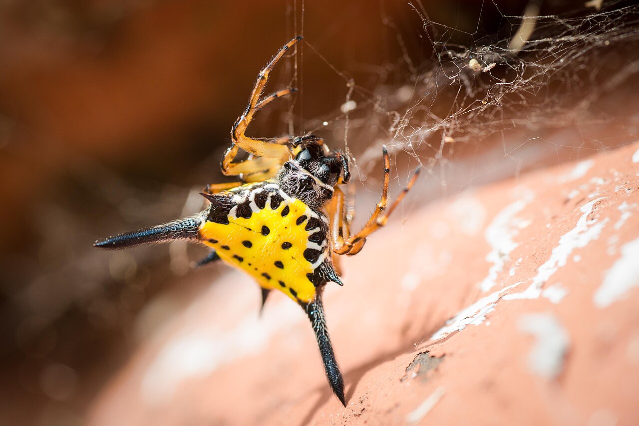 1280px-Hasselt%27s_spiny_spider%2C_gasteracantha_hasselti_-_Kaeng_Krachan_National_Park.jpg