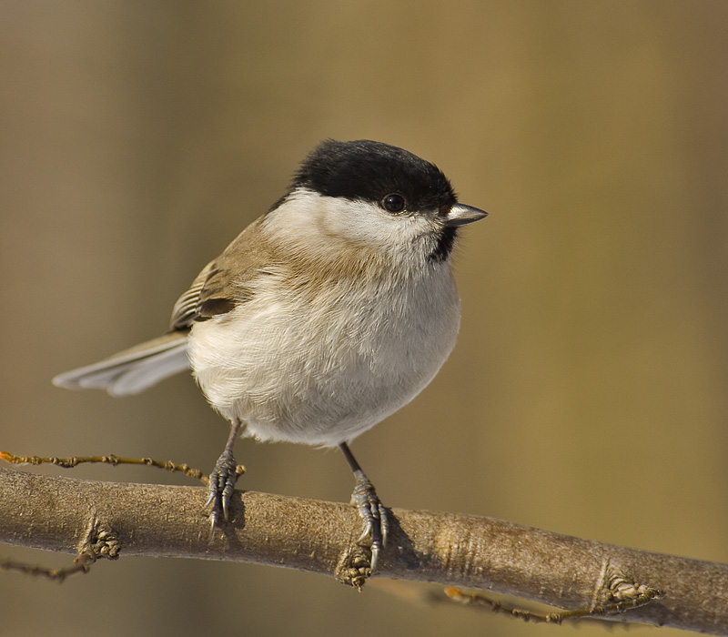 Parus_palustris02.jpg
