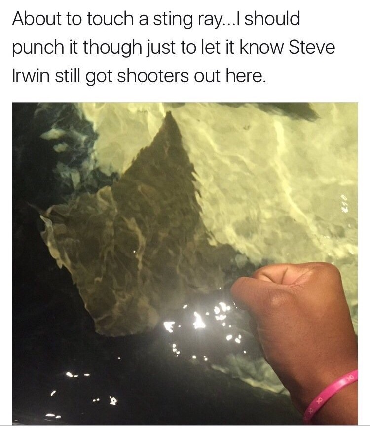 punchstingray.jpg