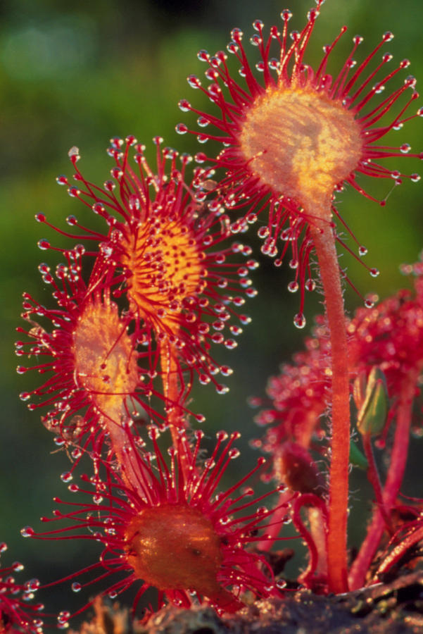 round-leaved-sundew-drosera-david-nunuk.jpg