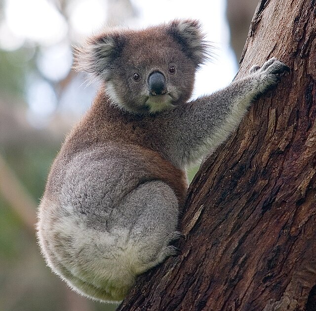 640px-Koala_climbing_tree.jpg