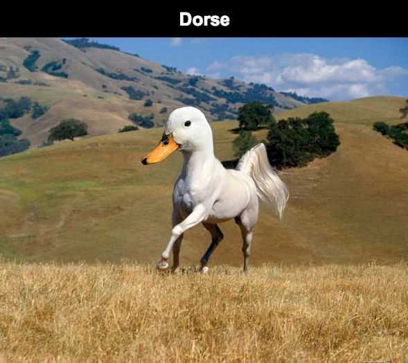 duck-horse-dorse-meme.jpg